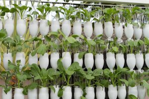 green sustainable